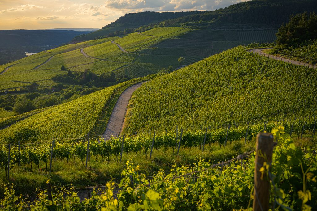 Valpolicella At Sunset 